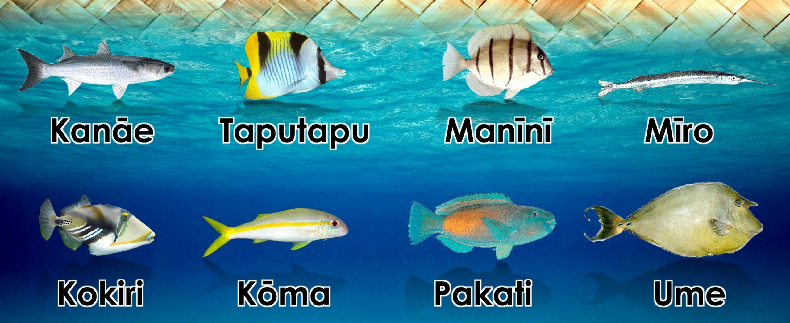 Te Au Īka Moana